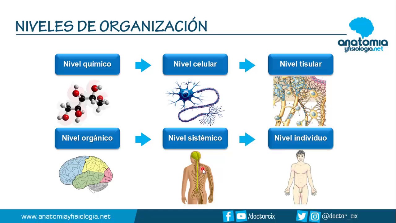 NIVELES DE ORGANIZACIÓN CORPORAL || Resúmenes de Anatomía y Fisiología