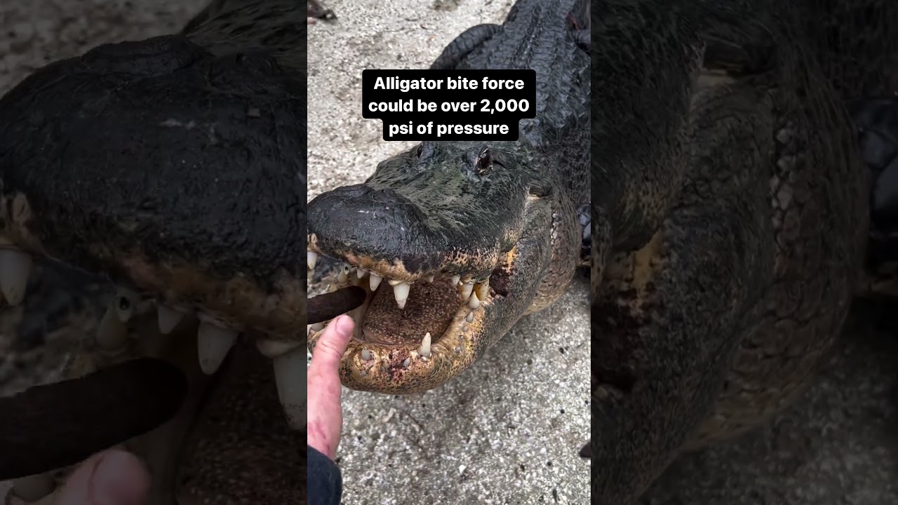 Listen to the sound of an alligator's bite! 😲⁠