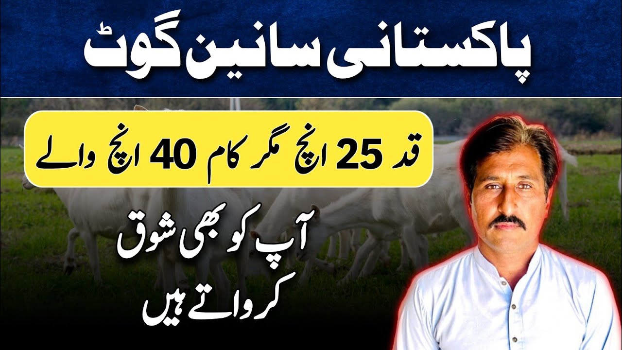 Pure taddy goats ka shouk kren ||Dhool Goat Farm 