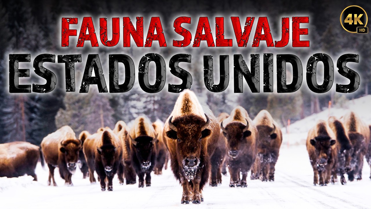 La Naturaleza Salvaje de los Estados Unidos: Una Lucha por la Supervivencia | Animales salvajes
