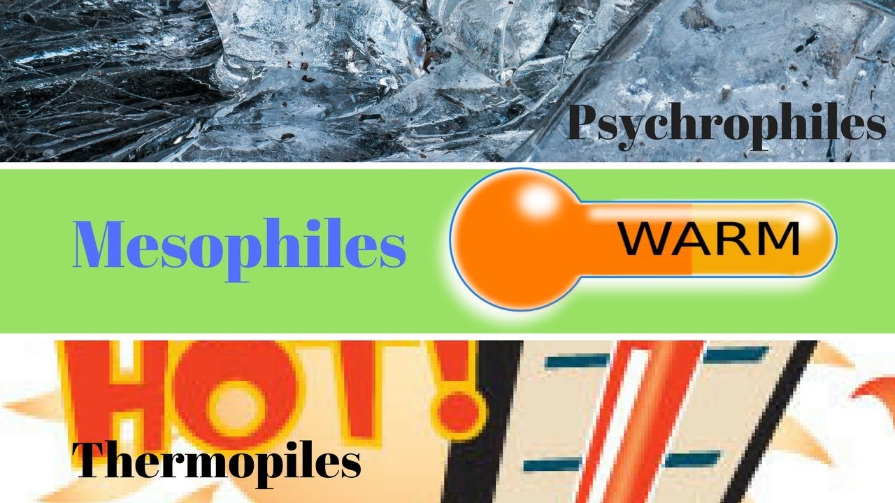 Thermophiles, Mesophiles, Psychrophiles | How to Study Microbiology