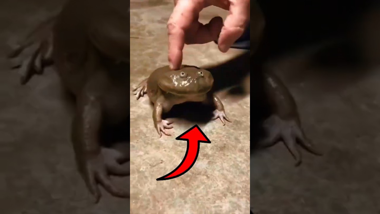 Nunca toque neste sapo! 😱🐸⚠️