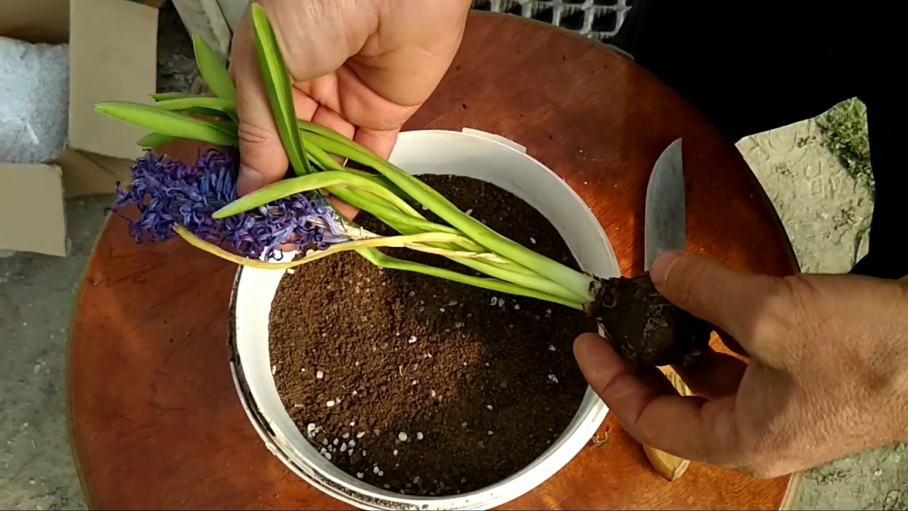 Sümbül soğanı nasıl çoğaltılır. Tarım bilgileri  Dividing Flower bulbs