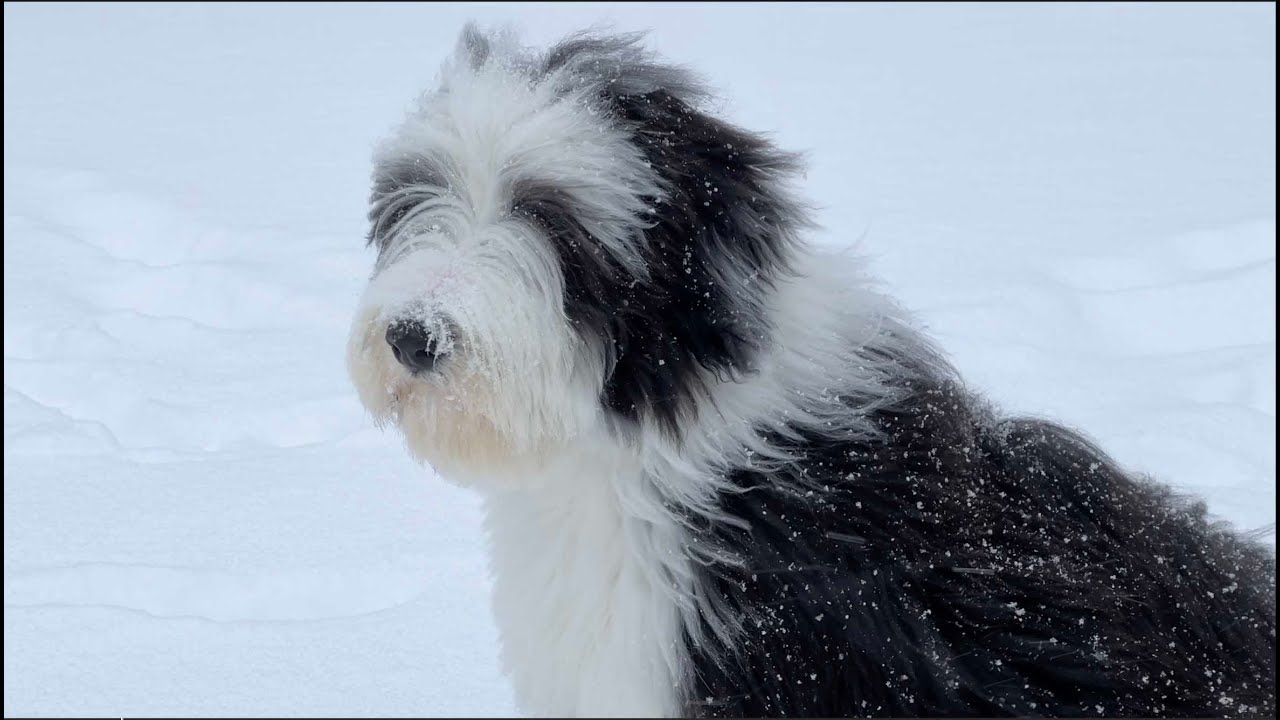 Briggs On A Snowy Day