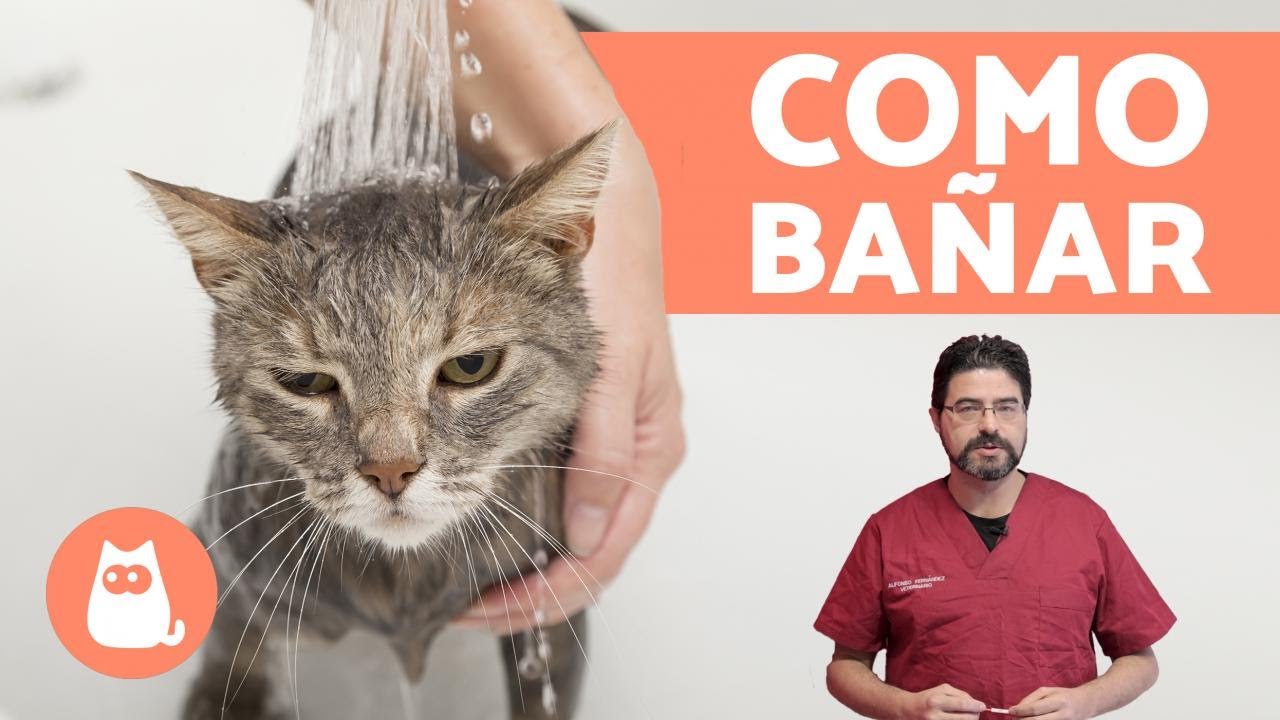 ¿Cómo bañar a un gato cachorro? - ¡CONSEJOS VETERINARIOS!