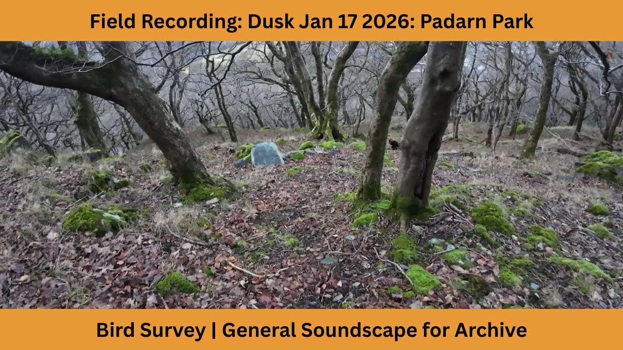 Sound Recording of Padarn Park Woodland at dusk 17/01/2026 | For Bird Survey and archival interest