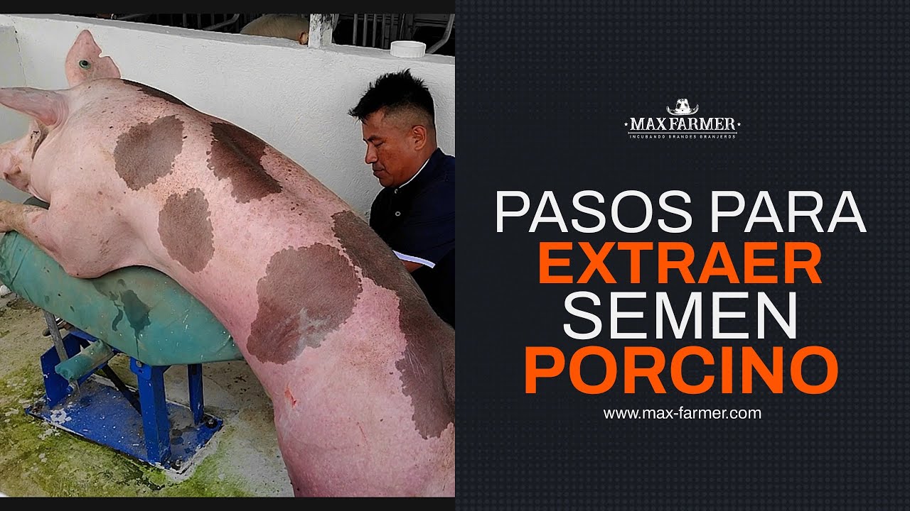 Cómo extraer y preparar dosis seminales de cerdo? Cómo colectar a un cerdo verraco?