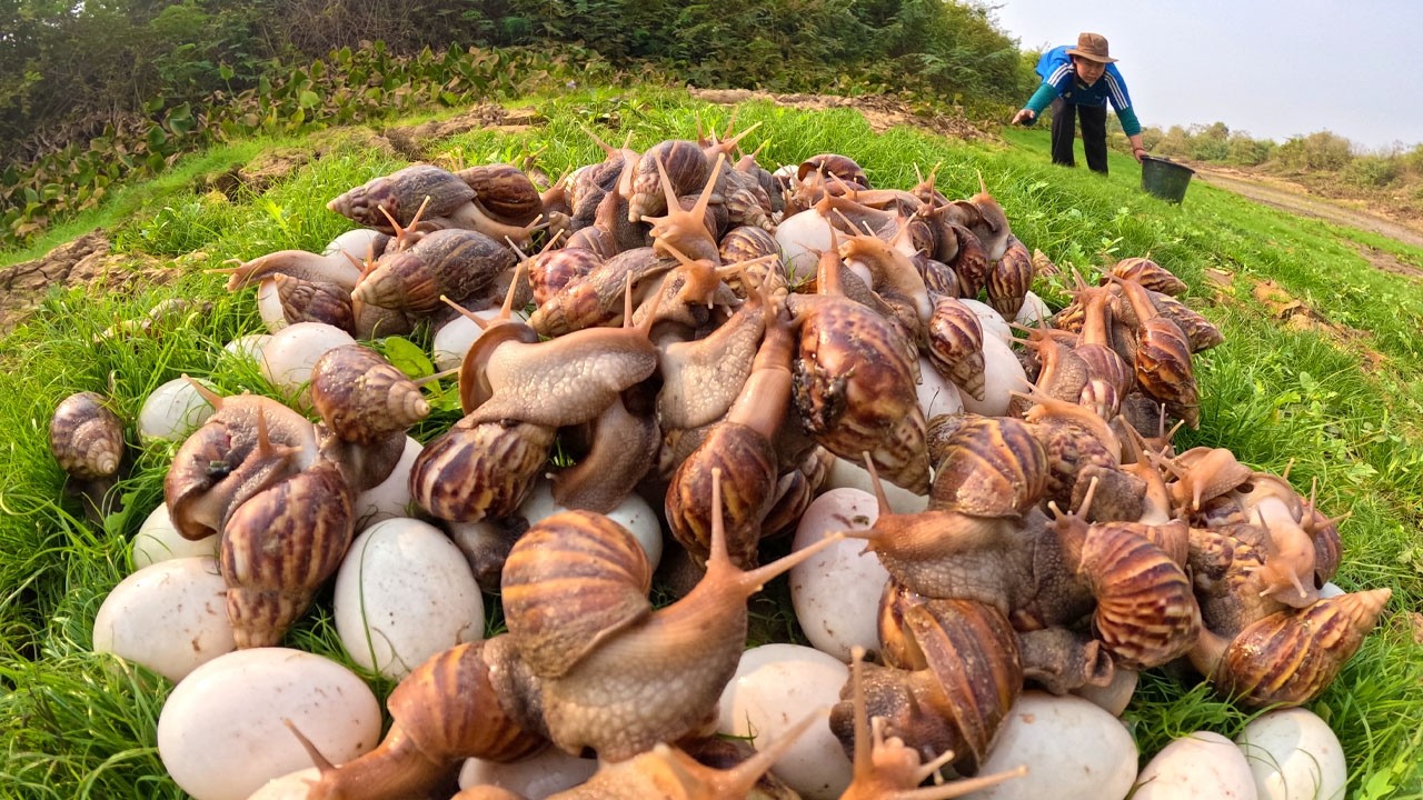 Harvesting Giant Forest Snails and Wild Eggs for a Village Feast