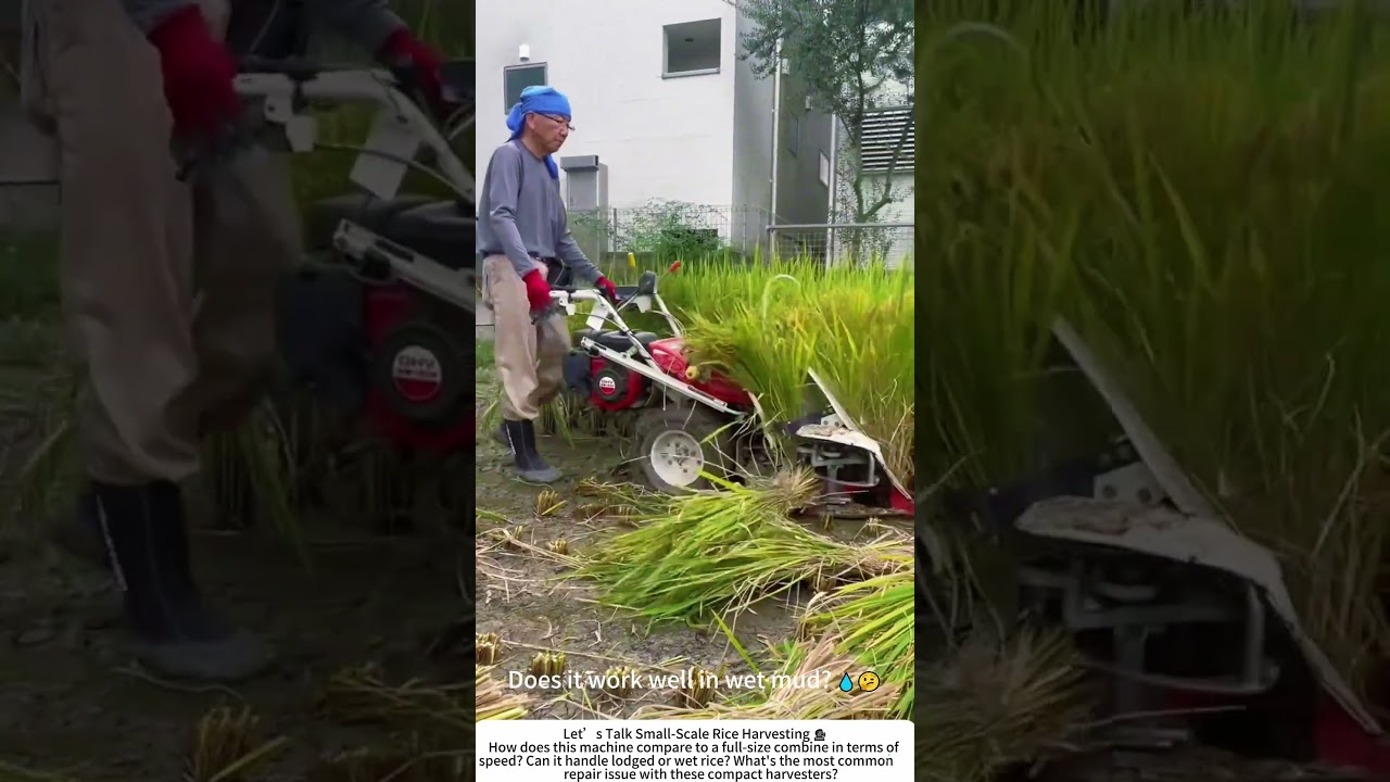 Small Rice Harvester in Action &ndash; Perfect for Tight Paddies 🌾🧑&zwj;🌾
