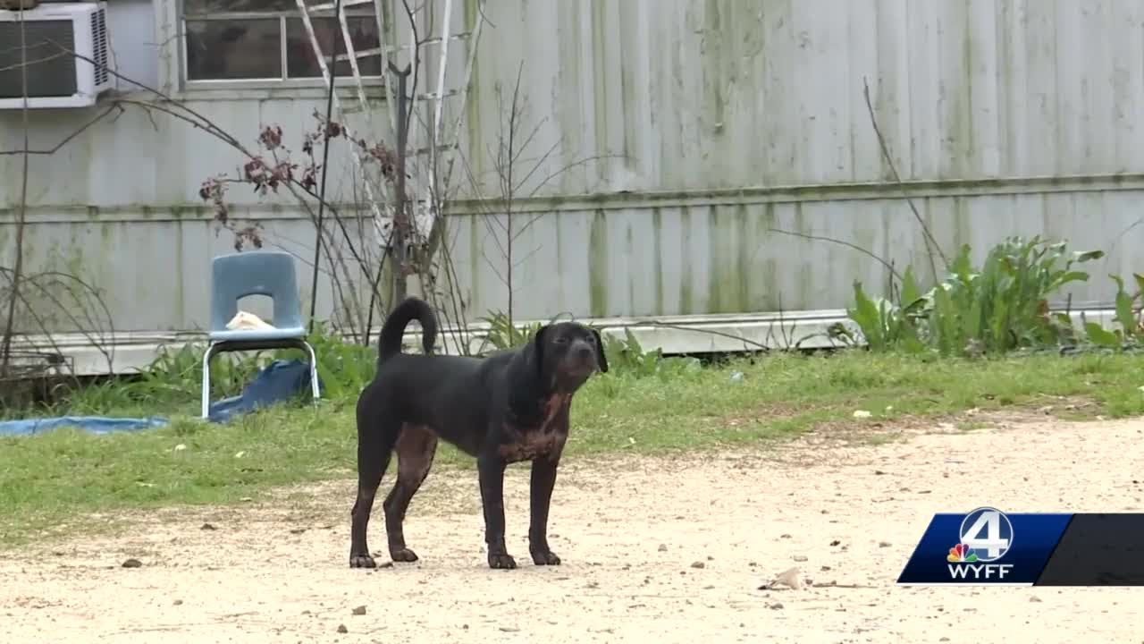 Upstate woman mauled by 3 dogs; arms amputated due to injuries, sister says