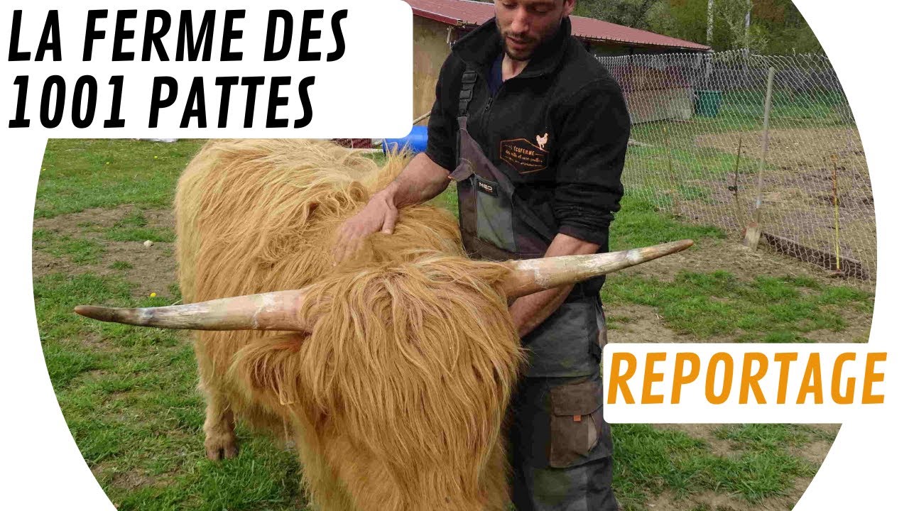 🐄 Reportage à la Ferme des 1001 Pattes