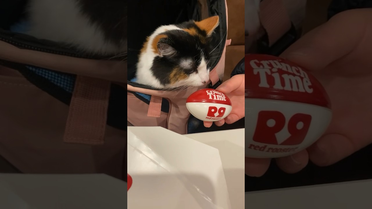 #redrooster #crunchtime #mealdeal #friedchicken #fastfood #australia #football #chicken #cat #kitty