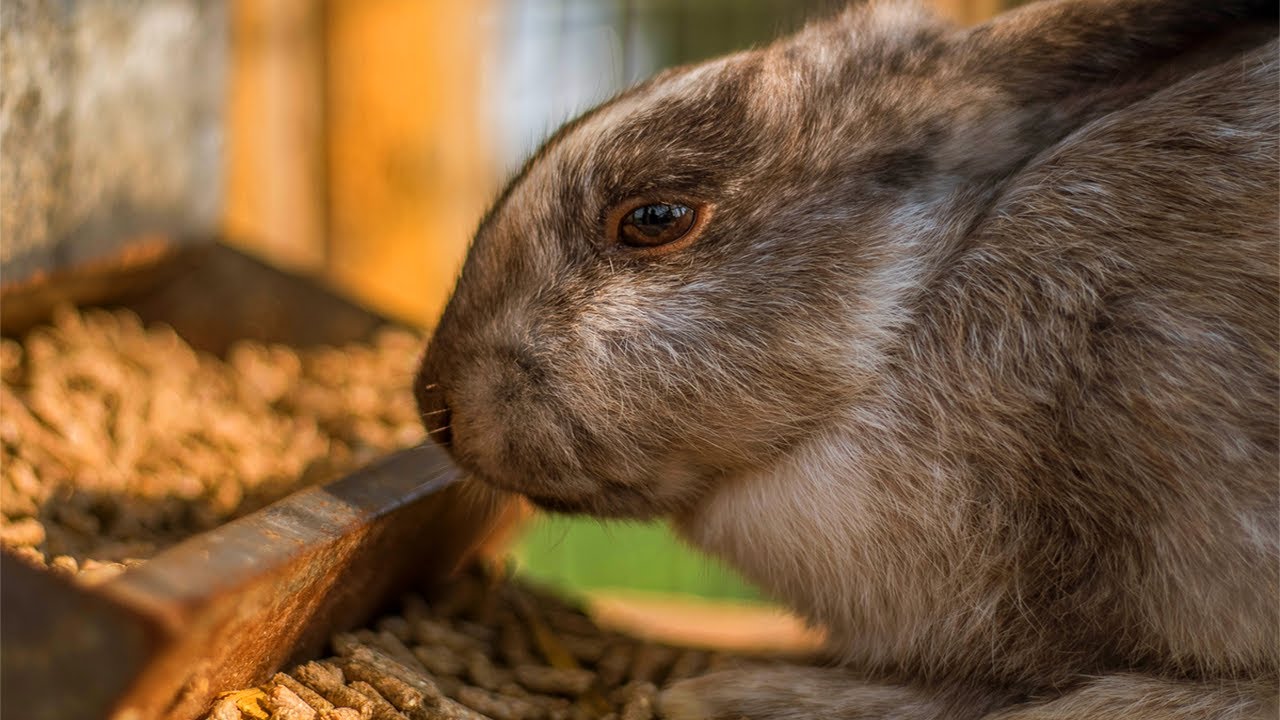 Abused Bunnies and DIY Automatic Feeder Solution 4K