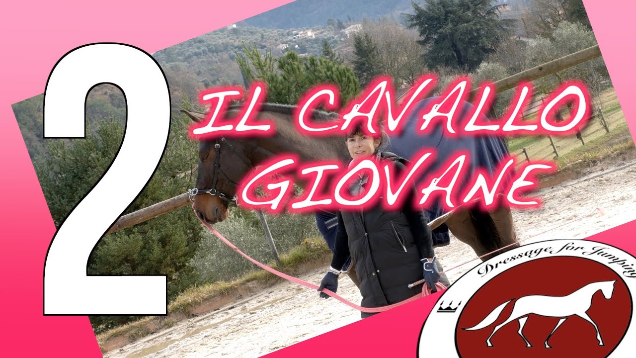 #dressageforjumping il cavallo giovane- parte 2