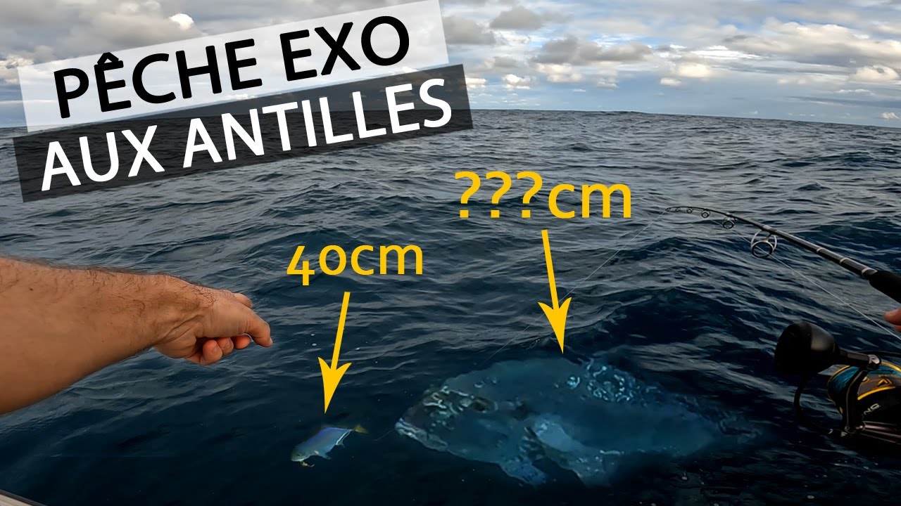 Cette CARANGUE GÉANTE boufferait bien sa COUSINE 😲! Sortie pêche Exo en bateau en côte Atlantique.