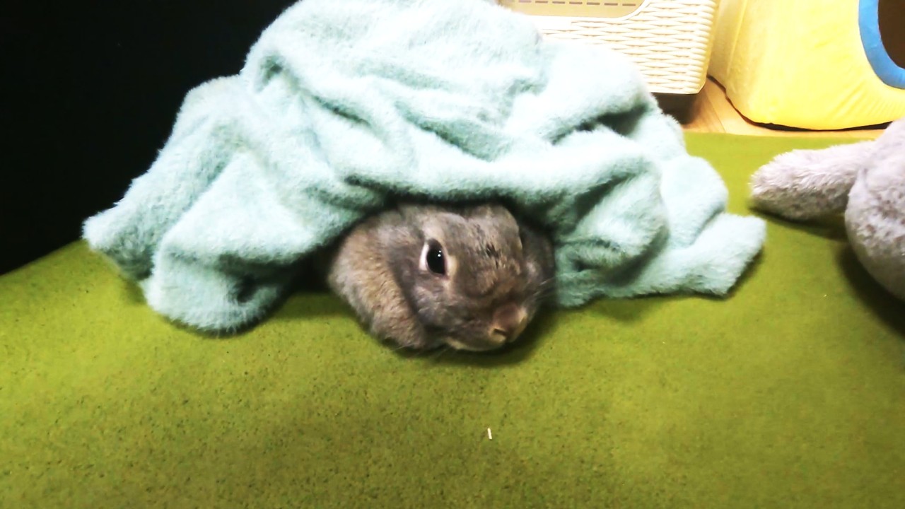 好奇心旺盛なうさぎの部屋んぽが可愛すぎた