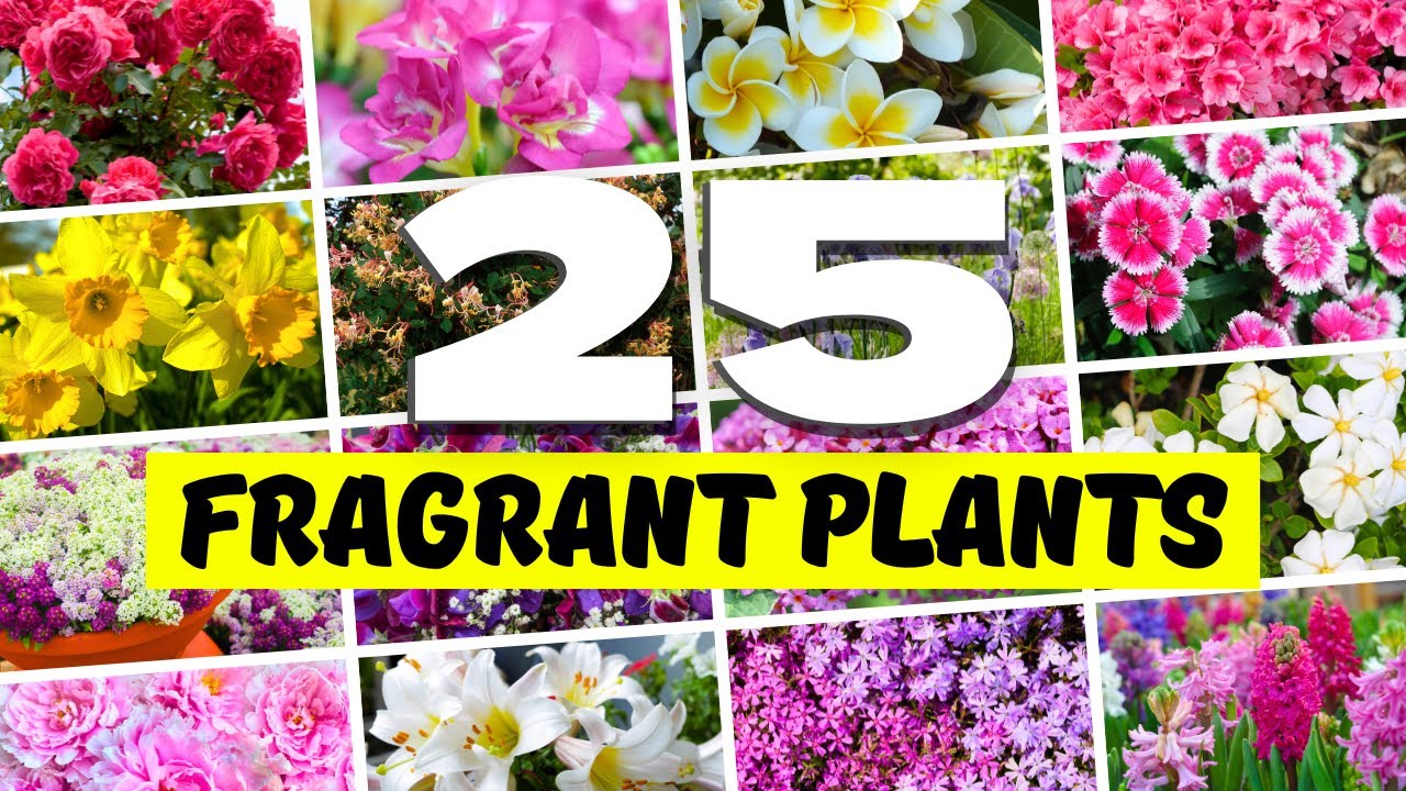 😍 SCENT-SATIONAL! Top 25 Fragrant Plants for an AMAZING Garden 💖 ✨
