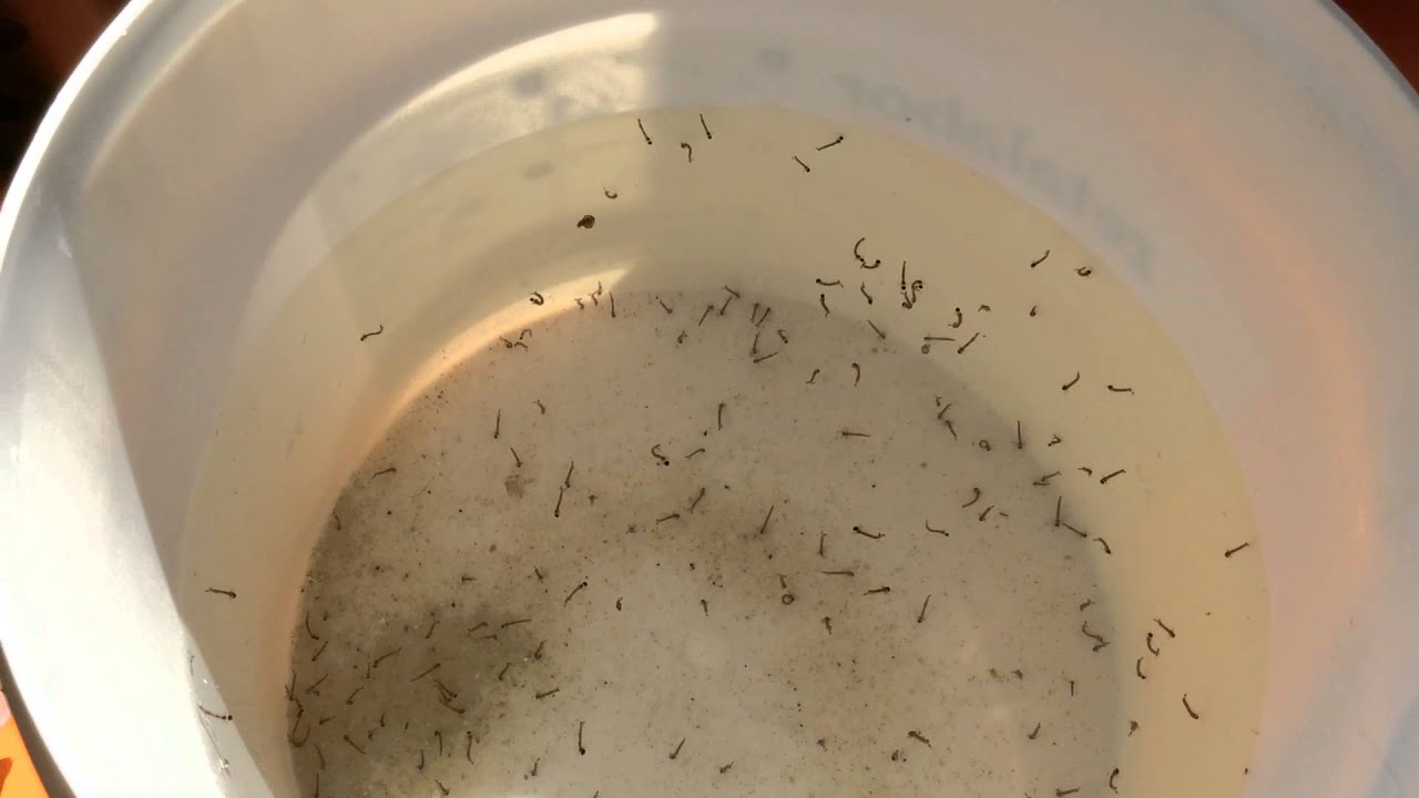 LA MEJOR COMIDA PARA PECES | LARVAS DE MOSQUITO