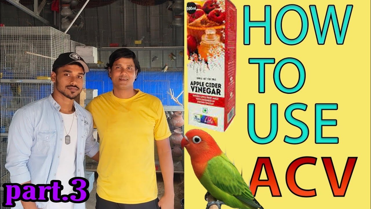APPLE CIDER VINEGAR FOR  BIRDS. INPORTANCE OF APPLE CIDER VINEGAR IN BIRDS
