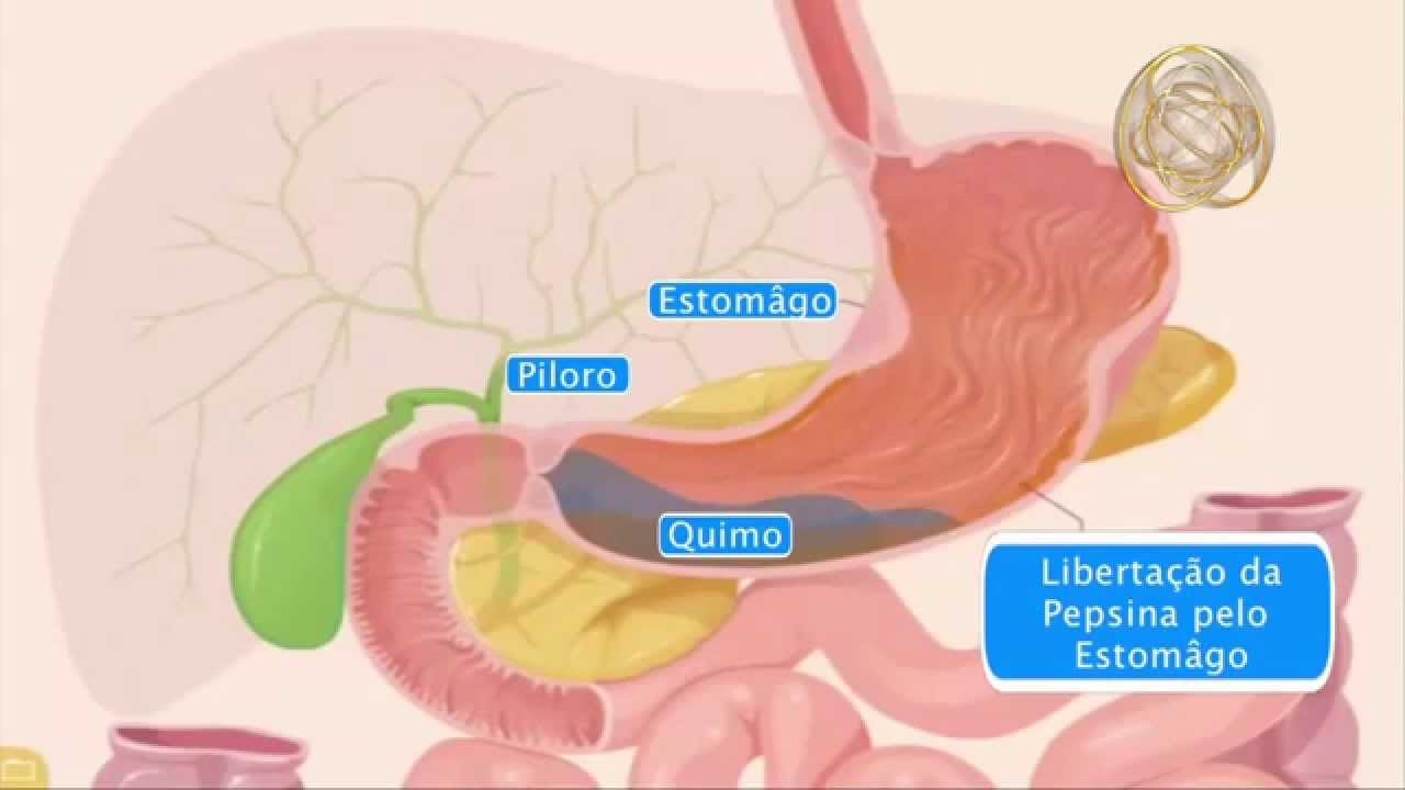 Digest&atilde;o
