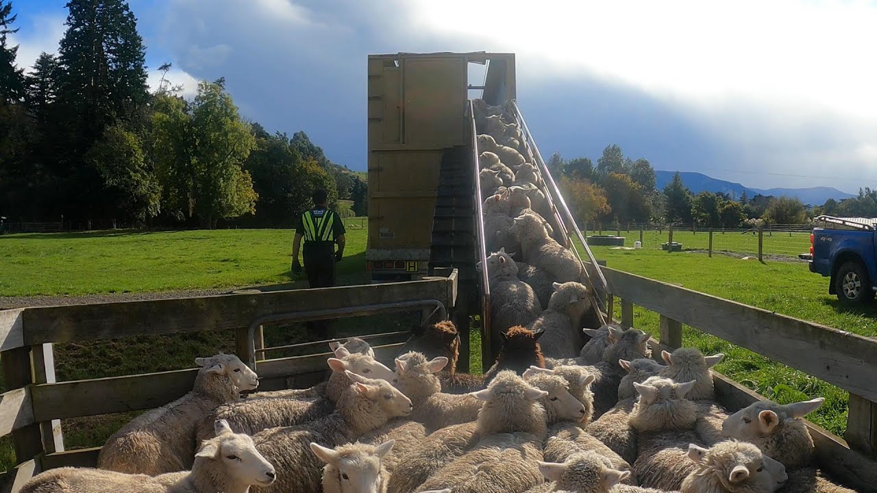 PAYDAY ! | Selling Prime and Store Lambs in New Zealand.