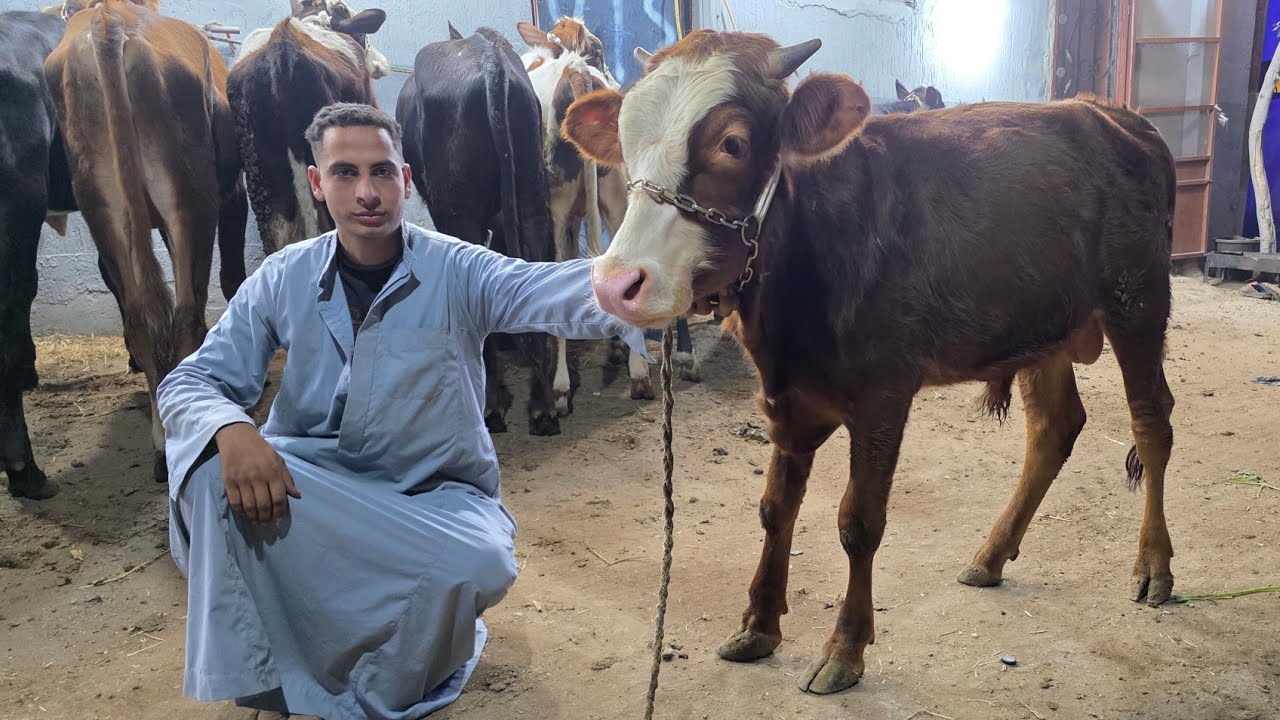 مفاجأة من العيار الثقيل عجول استنباط سلالات عالية تحويل عالي بيور وخليط عالي أسعار من 28 الف فرصة