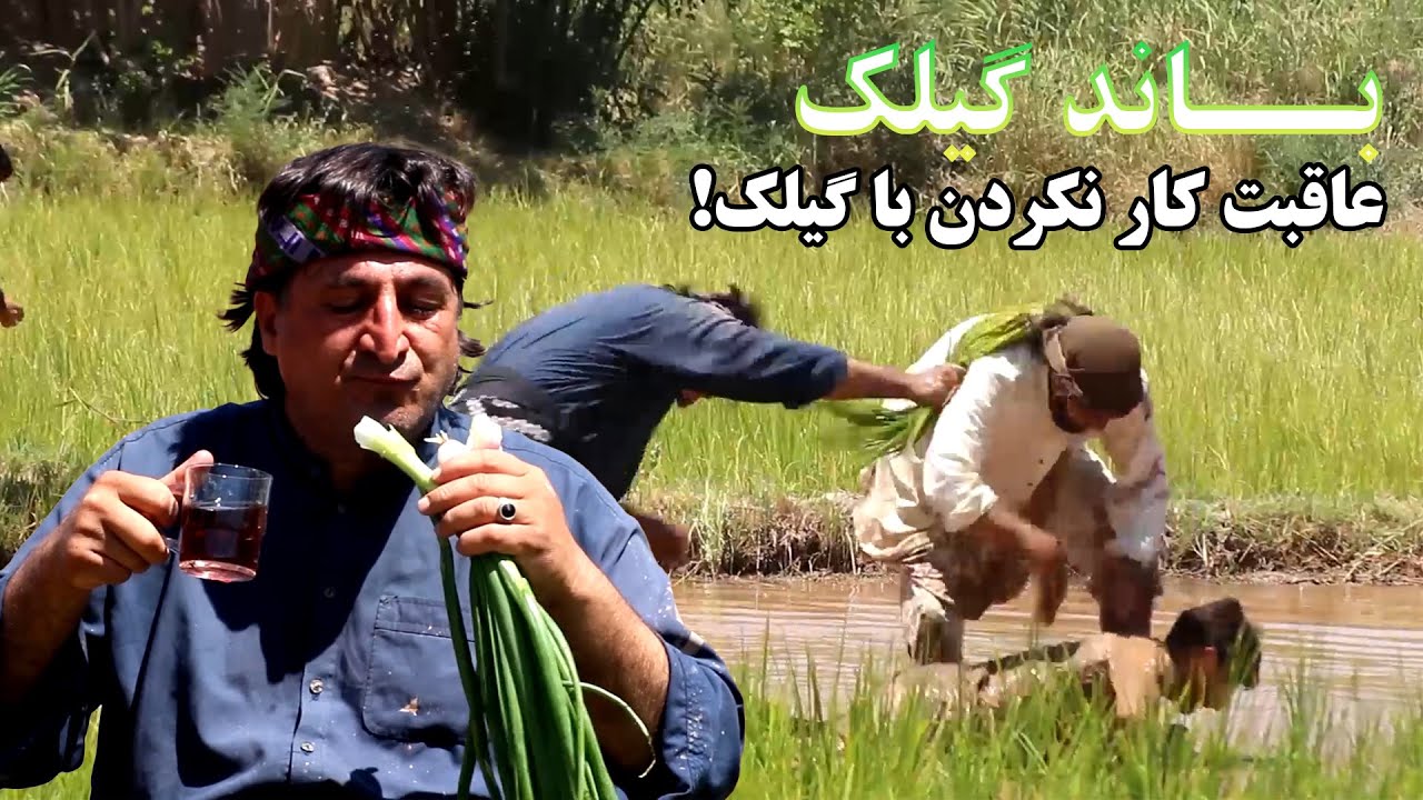باند گیلک |  عاقبت کار نکردن با گیلک!