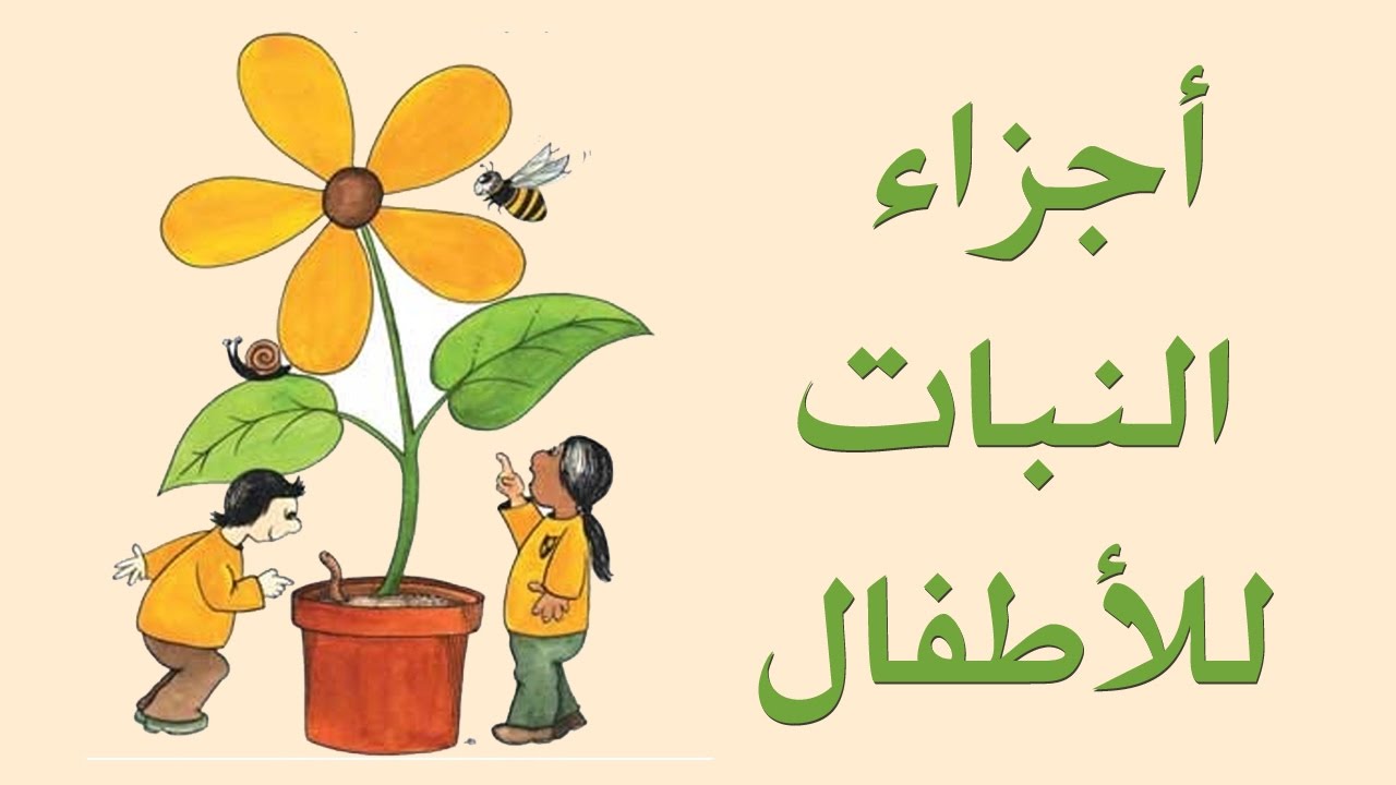 أجزاء النبات للصف الثالث الابتدائي المنهاج الفلسطيني انشودة