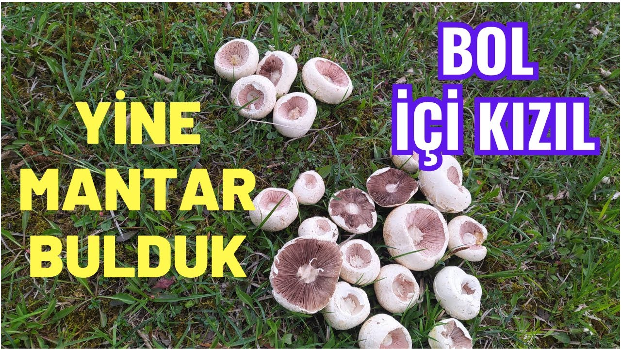 İçi Kızıl Mantarı Topladık. Bazıları Kurtlu Çıktı, Üzüldük. Mantar Toplama Videosu. Çayır Mantarı