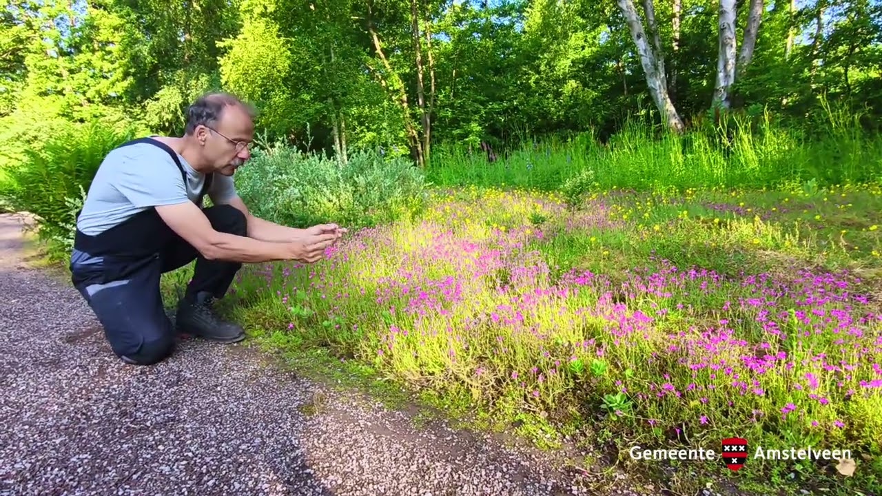De zeldzame Steenanjer in zijn natuurlijk omgeving