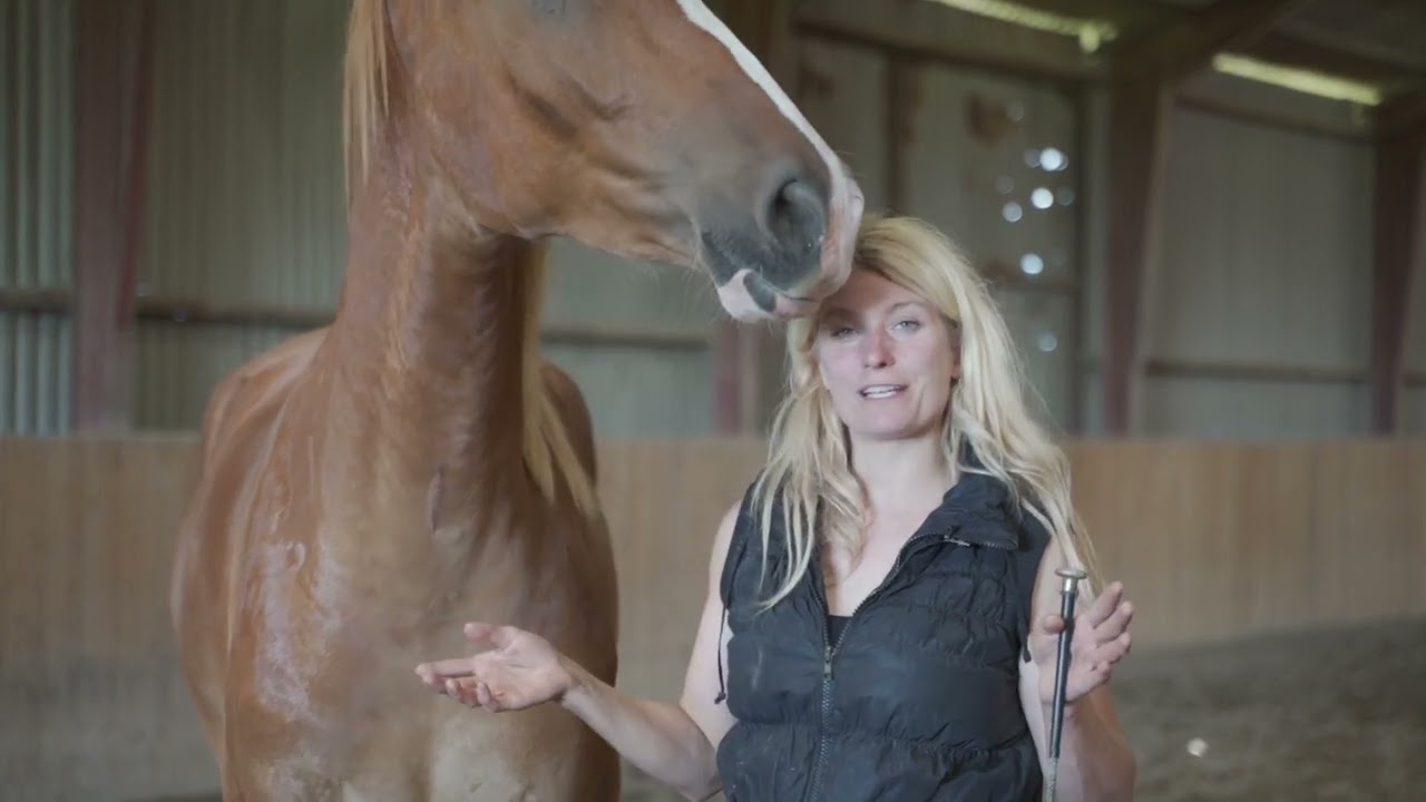 Columbo Natural Horsemanship Riding & Liberty Training Part Two