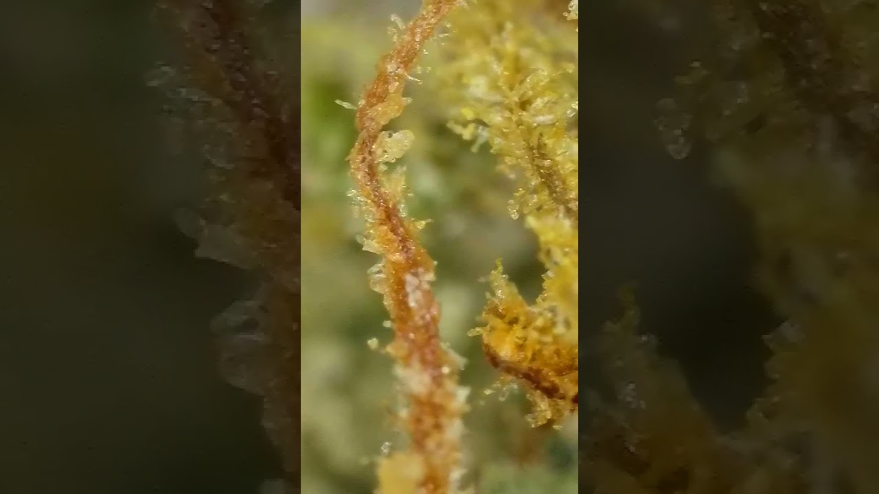 4K Microscope Zoom Into a flower Bud 🔬🌿 (50&ndash;1000x)