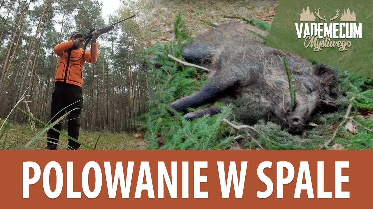 #142 Polowanie zbiorowe w Spale