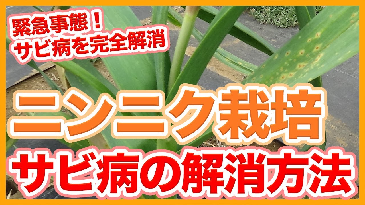 家庭菜園や農園のニンニク栽培でサビ病対策！病気が発生した時に実施したいお世話とニンニクの育て方！【農家直伝】Garlic cultivation tips for disease control.
