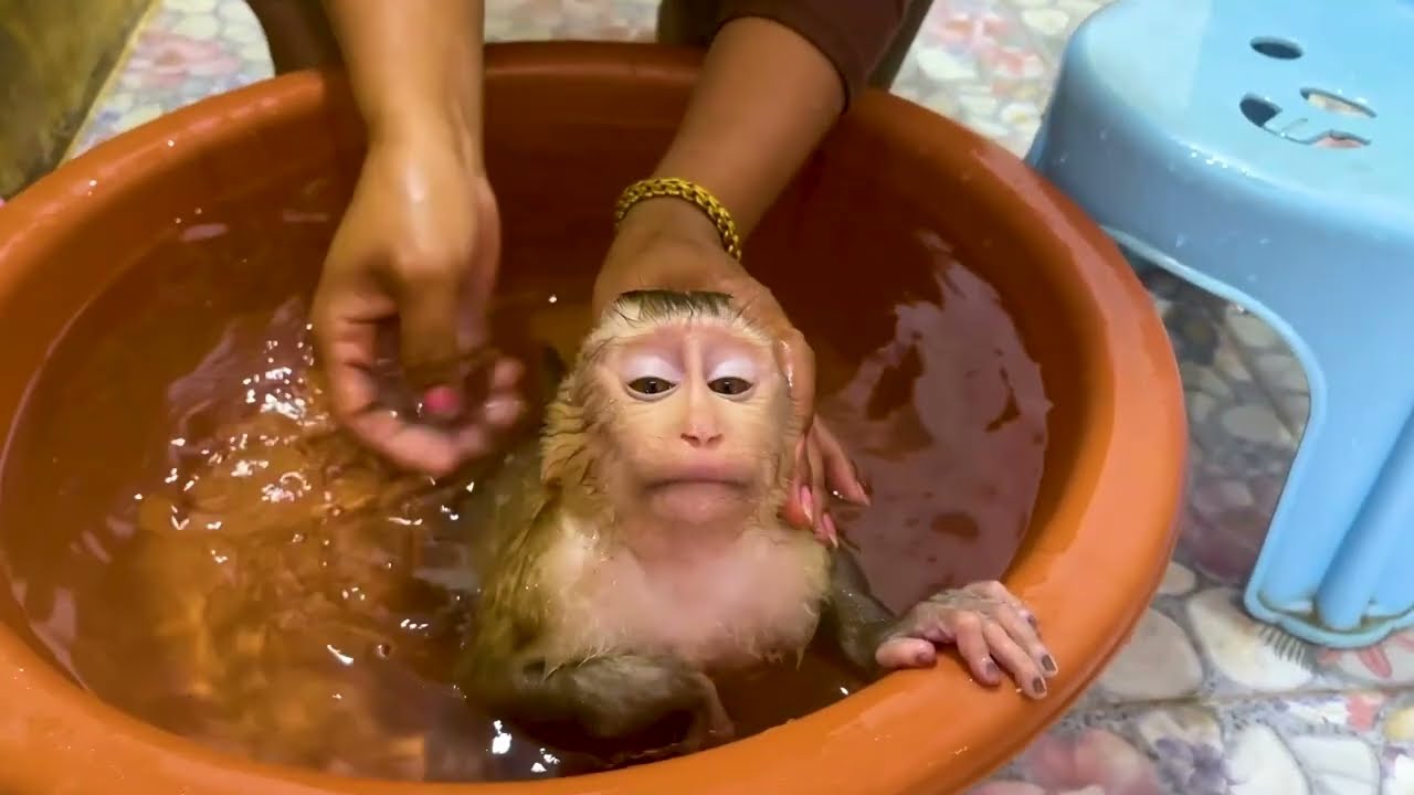 Cutest Reaction Ever!  Baby Monkey Water Baby | Monkey Playing With Water