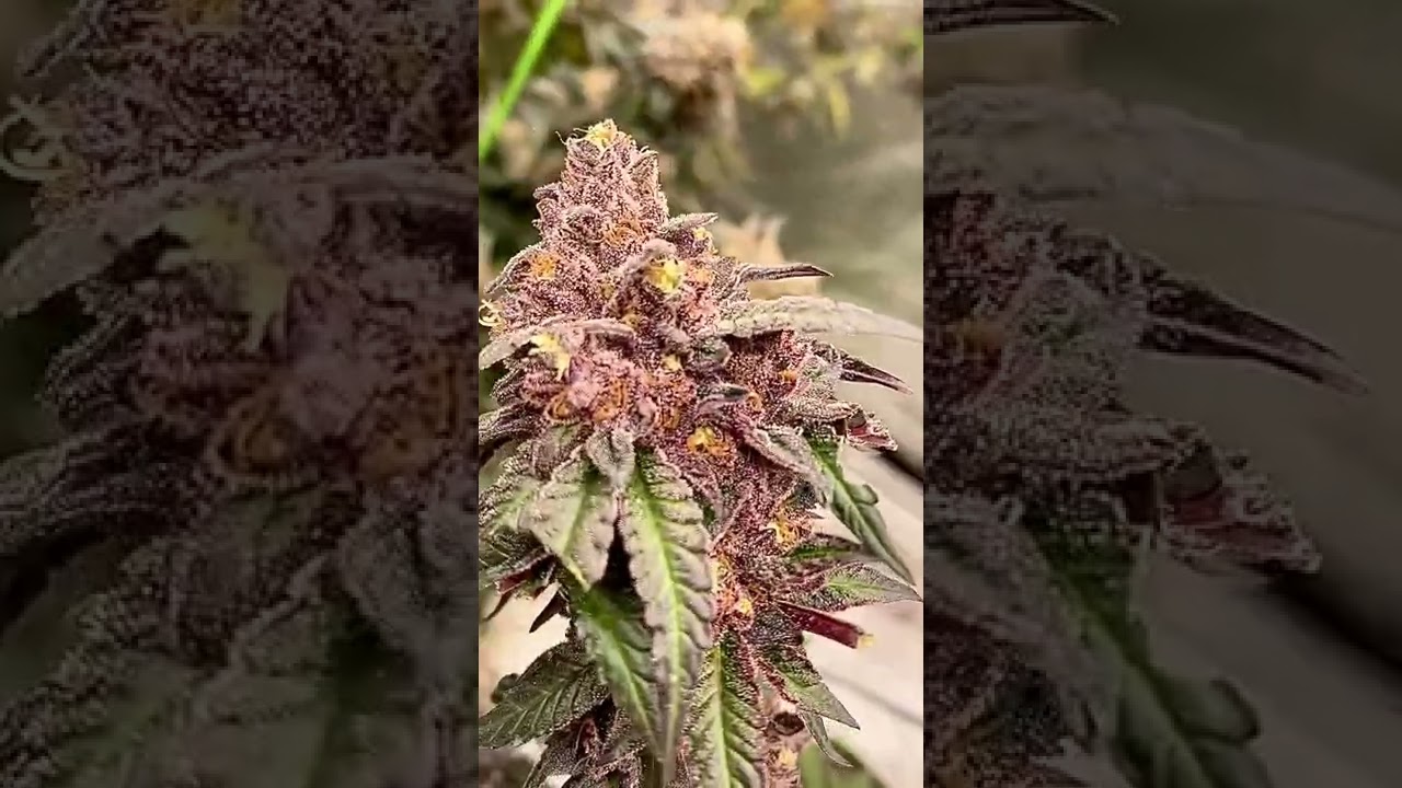 Mimosa X orange punch, Barney&rsquo;s farm