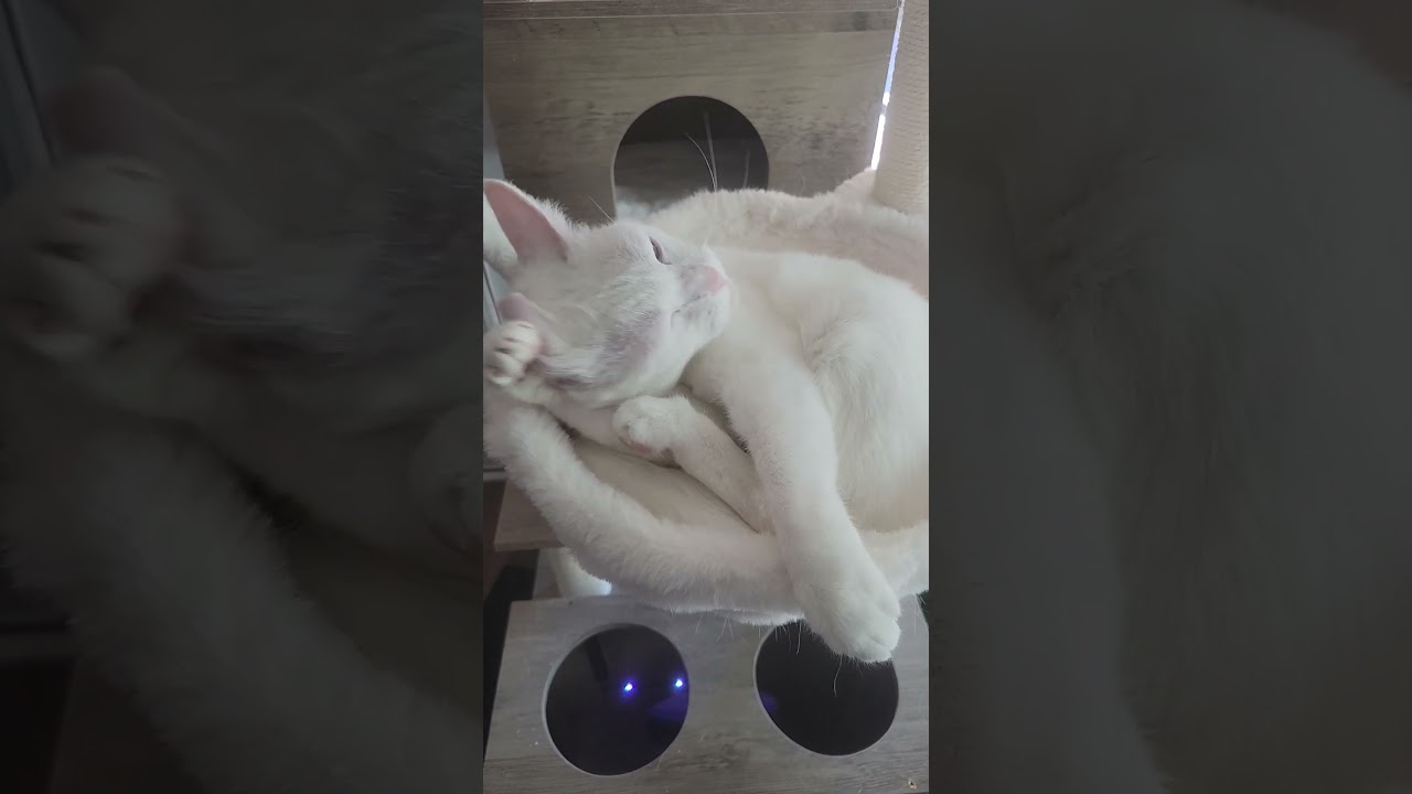 Mochi being cute this morning