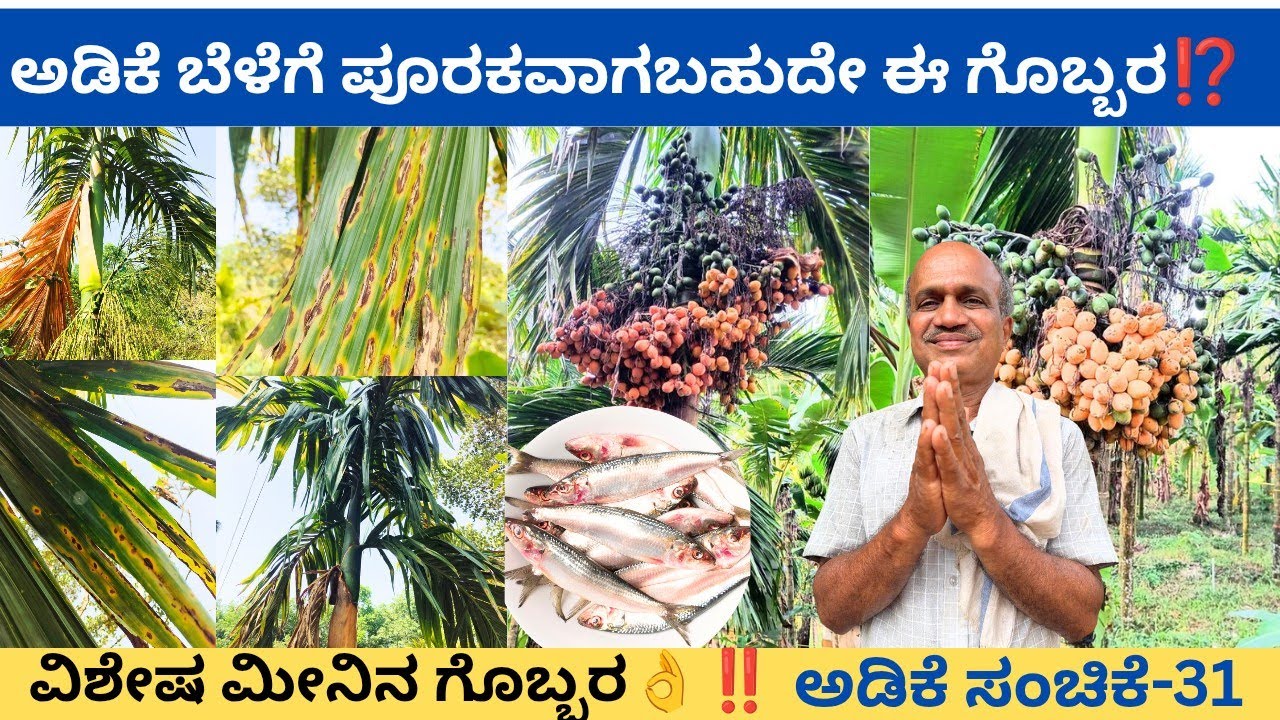 ನಮ್ಮ ತೋಟದ ಎಲೆಚುಕ್ಕಿ ರೋಗ ಸಂಪೂರ್ಣ ನಿಯಂತ್ರಣವಾಗಿದೆ- ಮುತ್ತಪ್ಪ ಮೂಲ್ಯ ಮಾಲಾಡಿ ಬೆಳ್ತಂಗಡಿ