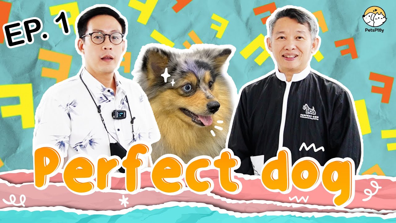 Perfect Dog อาบน้ำ ตัดขน โรงเรียนสอนตัดขนสุนัข | PetsPloy EP.1