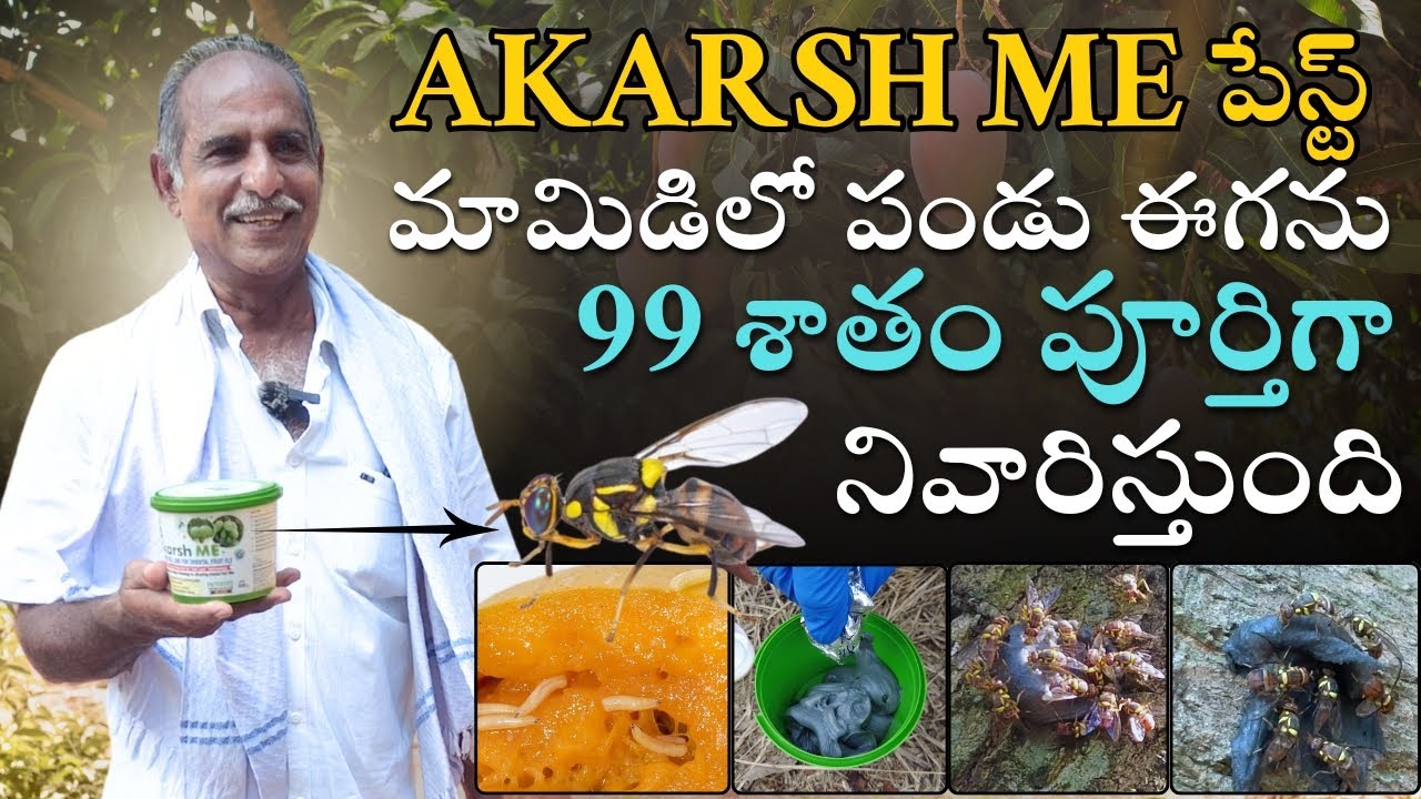 మామిడిలో పండు ఈగను Akarsh ME పేస్ట్ తో 99 శాతం లేకుండా పూర్తిగా నివారించాను #akarshme #fruitfly