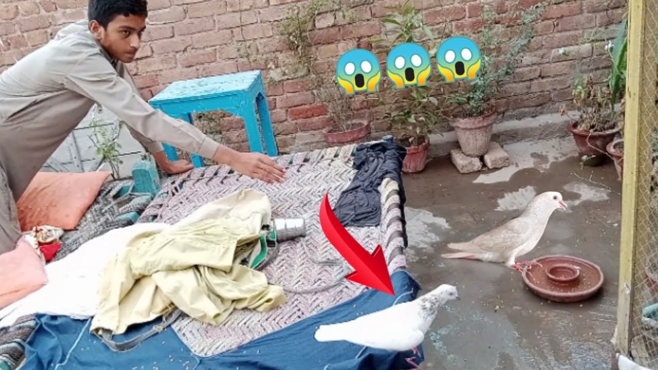 kabutar catch video