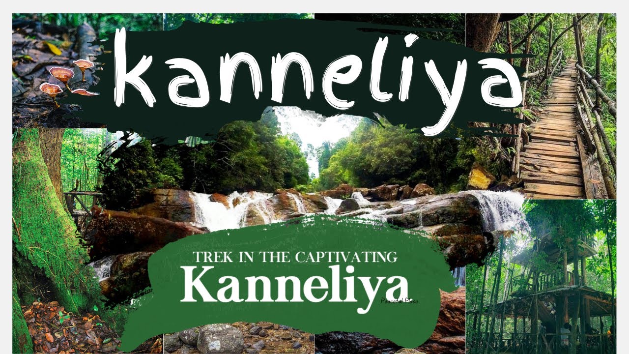 කන්නෙලිය වැසි වනාන්තරය මෙච්චර වටිනවද Kanneliya Rain Forest Galle|  jungle trall