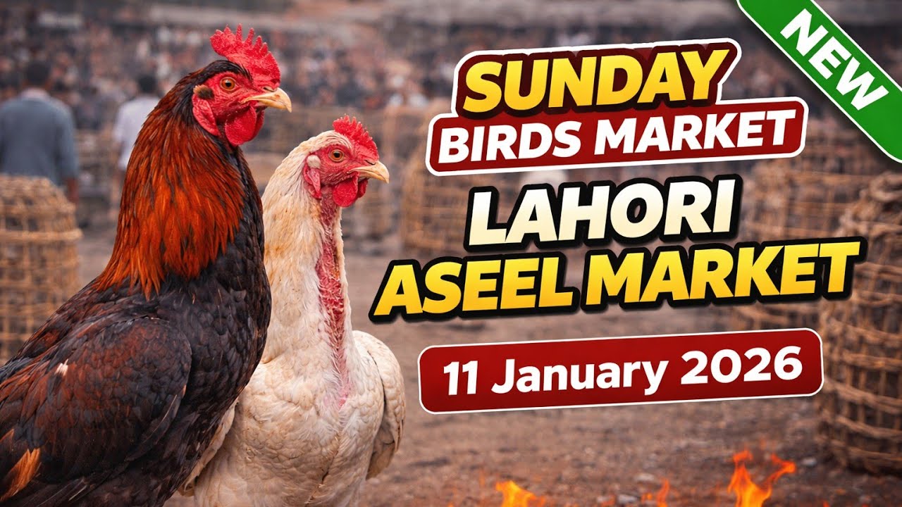 Lahore Lari Adda Market 🔥 Morghe aur Bakre Ki Qeemat | 11 January 2026