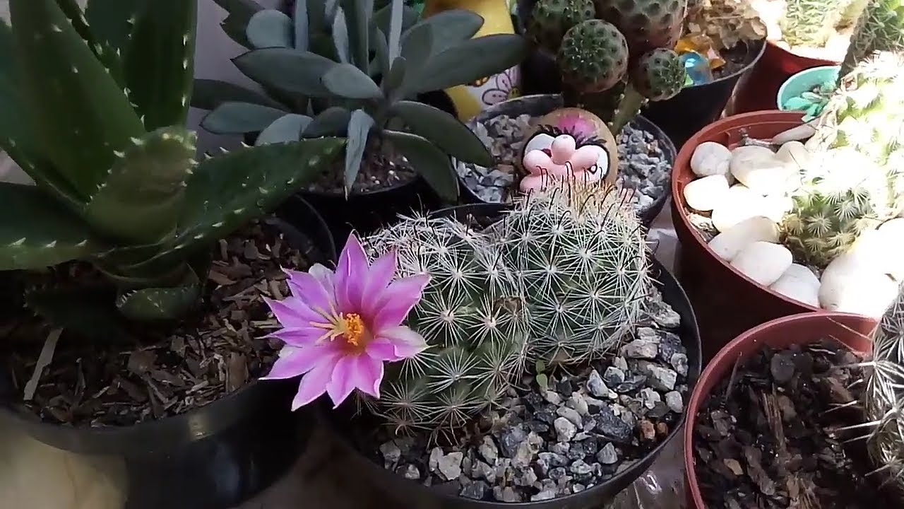 4 tipos de cactos floridos 😍