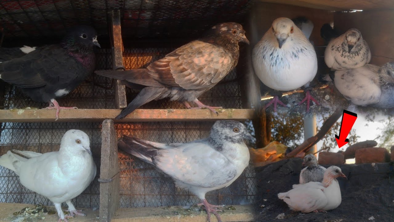 Kabutar Ke New Bacche Kafi Bade Ho Gaye 🕊️🐣😍 ll 