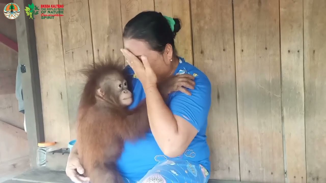 Isak Tangis Ibu Wanti katika berpisah dengan Bayi Orangutan