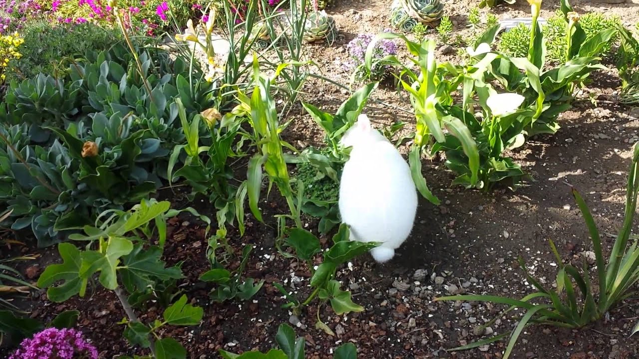 Skippy biting plants