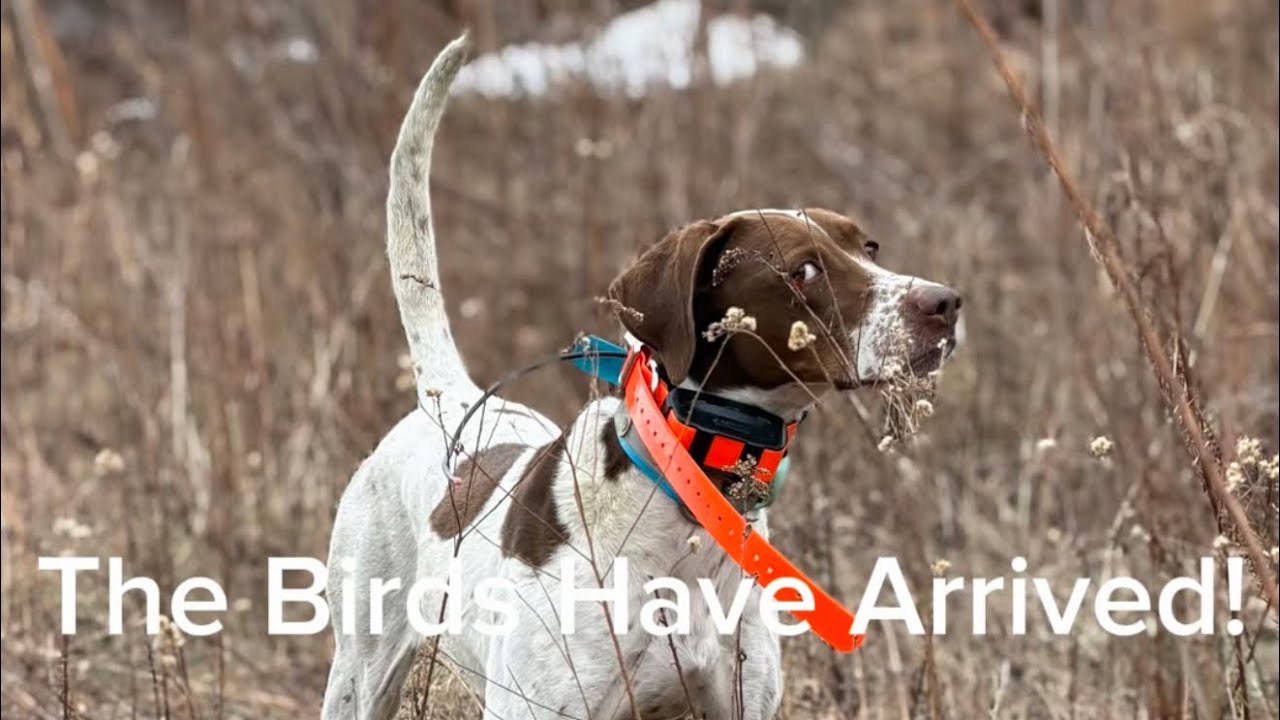 The Birds Have Arrived! #woodcock #englishpointer #birddogtraining #huntingdogs #woodcockhunting 