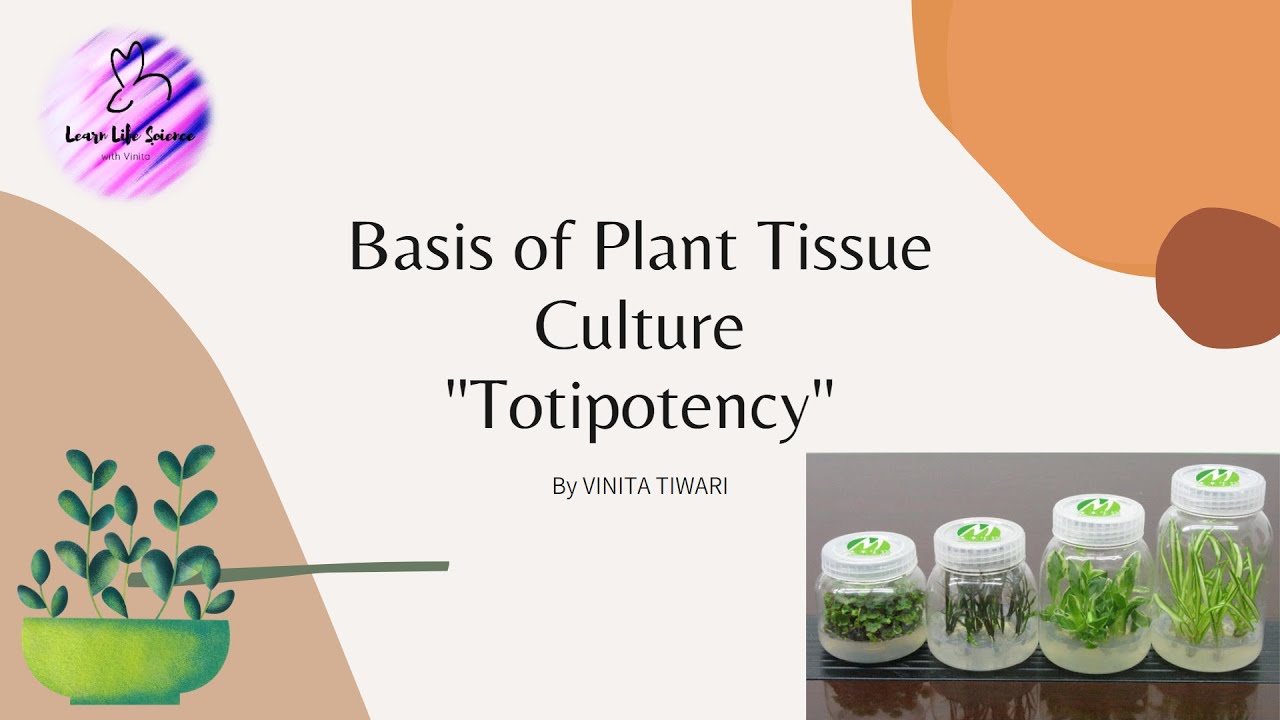 Totipotency of plant cell | # 1 Plant Tissue Culture