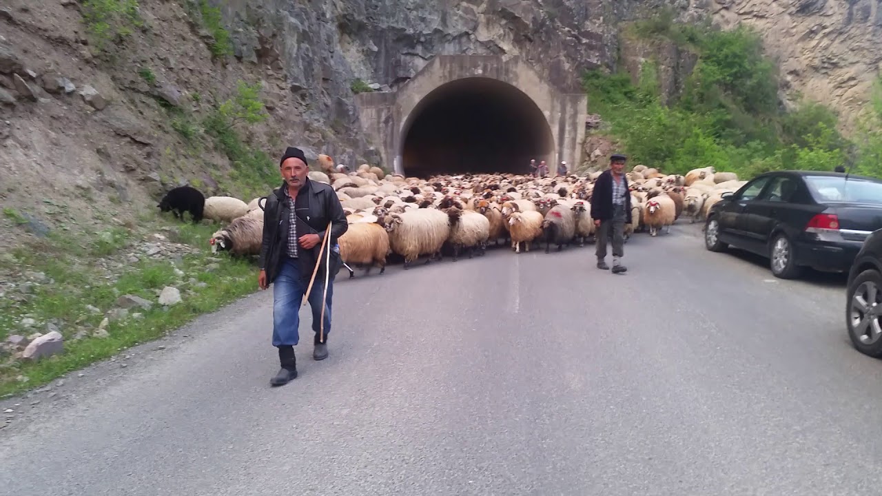 Karadeniz'e göç zamanı